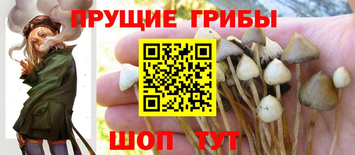 цены   Вход с VPN  Санкт-Петербург  Псилоцибиновые грибы мицелий 